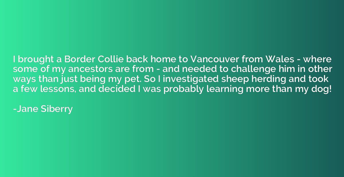 I brought a Border Collie back home to Vancouver from Wales 